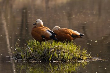 Ruddy Shelduck 'ler çim tümseğinde uyuyor