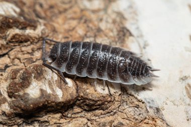 Porcellio hoffmannseggi isopod beyaz bir ağaç kabuğunda