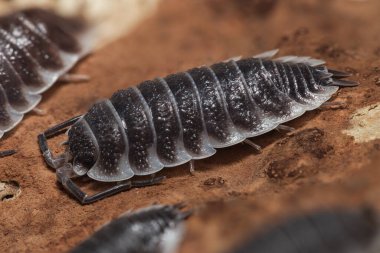 Bir parça ağaç kabuğunda Porcellio Hoffmannseggi izopod
