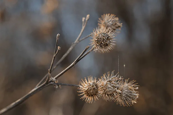 Fiori Cardo Secchi Gambo — Foto Stock