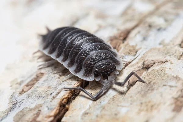 白い樹皮の部分にPorcellio Hoffmannseggi Isopod — ストック写真