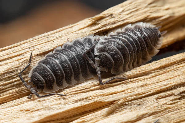 乾燥した木材の一部にPorcellio Hoffmannseggi Isopod — ストック写真