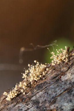 Ağaç kabuğunda bej küf topları