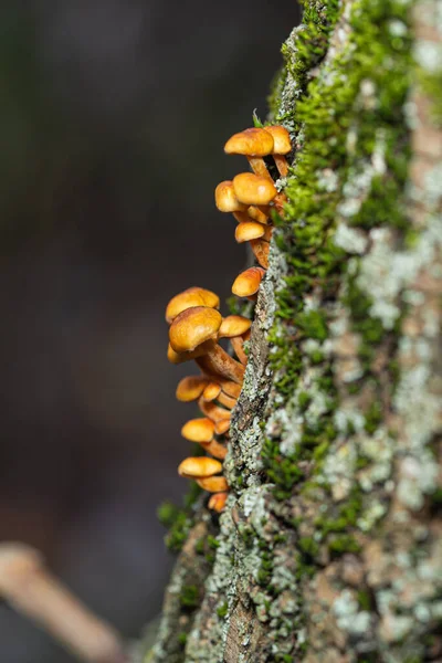 Flammulina Velutipes Ett Träd — Stockfoto