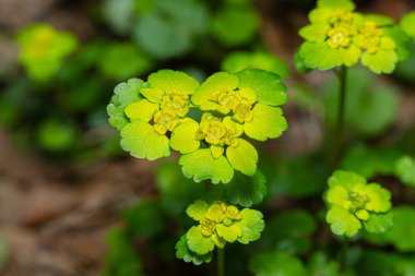 Chrysosplenium alternifolium çiçekleri yakın plan