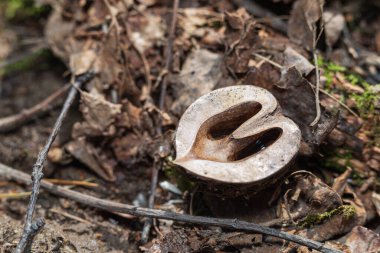 Bir sepetin üzerinde kalp şeklinde ceviz kabuğu