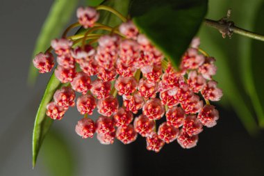 Hoya Memoria çiçekleri yakın plan