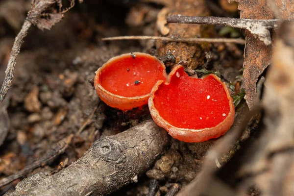 Duas Copas Elfo Cogumelo Sarcoscypha Corpos Fruto Ninhada — Fotografia de Stock