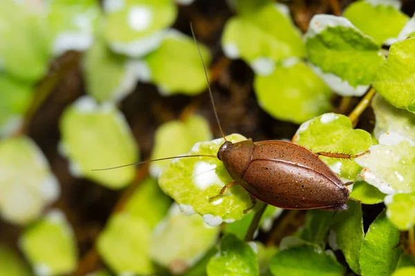 Thorax Porcellana Dorosły Mężczyzna Siedzi Liście Ficus Pumila — Zdjęcie stockowe