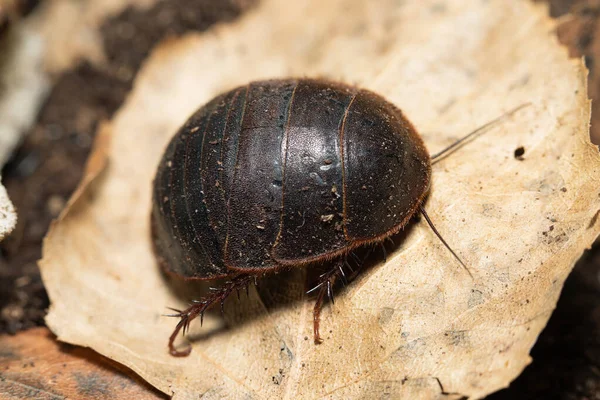 Eupolyphaga Sinensis Sur Une Feuille Morte — Photo