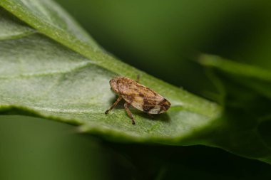 Yaprağın üzerinde küçük kahverengi tükürük böceği