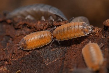 Bir parça ağaç kabuğunda Porcellio scaber 
