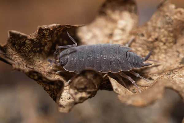 Porcellionides Pruinosus Sur Une Feuille Chêne Mort — Photo