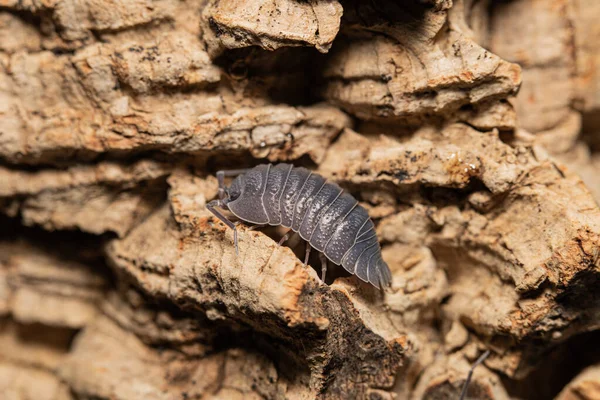 Bir ağaç kabuğu üzerinde armadilyum pallasii (frontirostre)