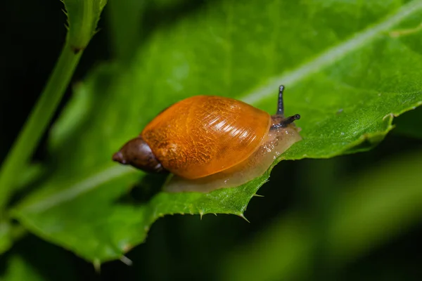 Succinea Putris Escargot Sur Une Feuille Verte — Photo