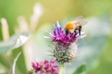 Bumblebee bir dulavrat çiçeğinin üzerinde oturuyor.