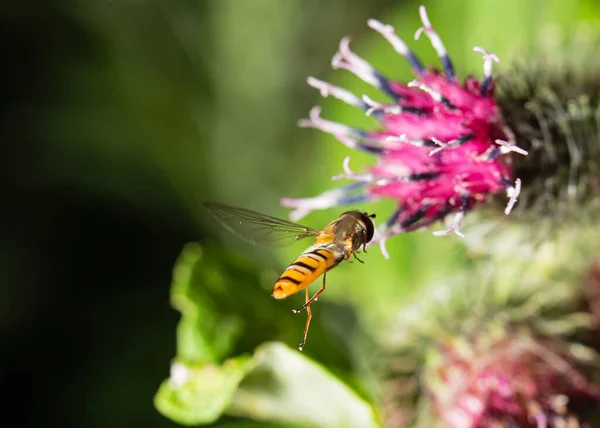 Marmelade Hover Mosca Voa Para Flor Bardana — Fotografia de Stock