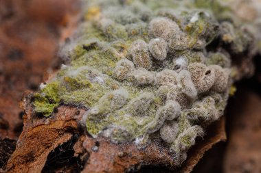 Ağaç kabuğunun üzerinde, liken kaplı beyaz tüylü bir küf.