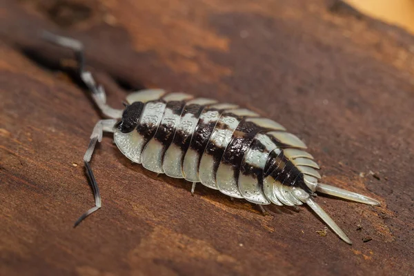 Porcellio Expansus Adulte Sur Morceau Écorce — Photo