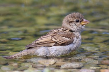 Su genç serçe