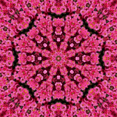 Aster ve bahçesinde arı