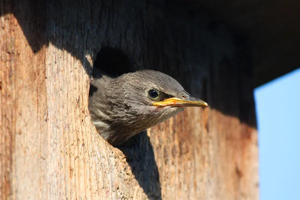 Young bird in birdhouse — Stock Photo, Image