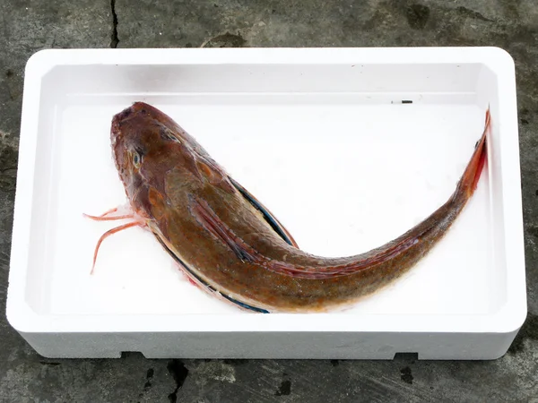 Tub gurnard — Stock Photo, Image