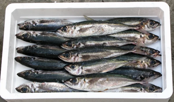 Mediterranean fresh horse mackerel — Stock Photo, Image