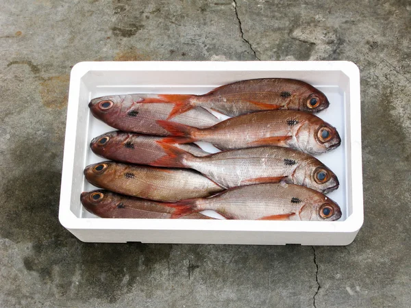 Mancha negra Seabream —  Fotos de Stock