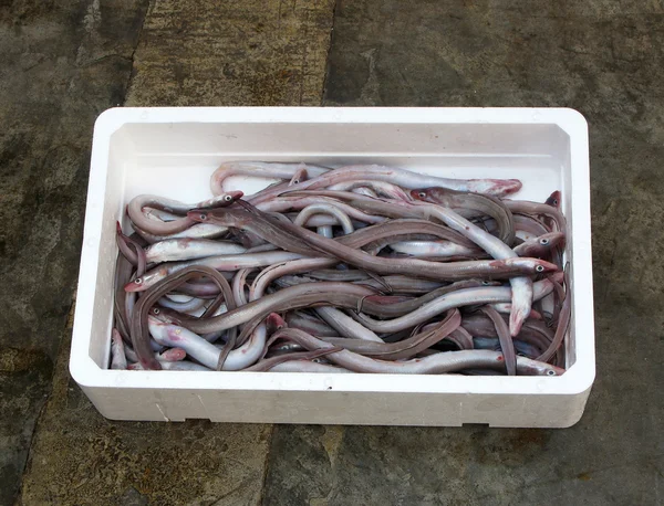 Fresh mediterranean conger eel — Stock Photo, Image