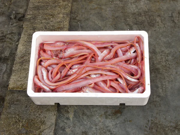 Fresh mediterranean Red bandfish — Stock Photo, Image