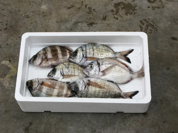 Fresh Mediterranean Two-banded seabream — Stock Photo, Image