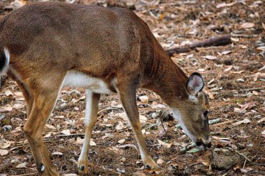 Güzel hayvanlar ve vahşi doğanın doğal manzaraları.