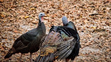 Güzel hayvanlar ve vahşi doğanın doğal manzaraları.