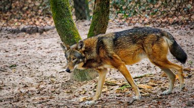 Güzel hayvanlar ve vahşi doğanın doğal manzaraları.