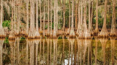 Güzel hayvanlar ve vahşi doğanın doğal manzaraları.