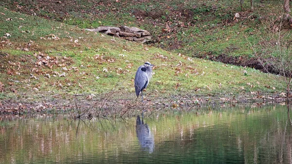 Schöne Tiere Und Naturszenen Freier Wildbahn — Stockfoto