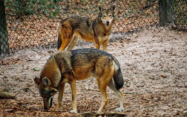 Bellissimi Animali Scene Naturali Della Natura Selvaggia — Foto Stock