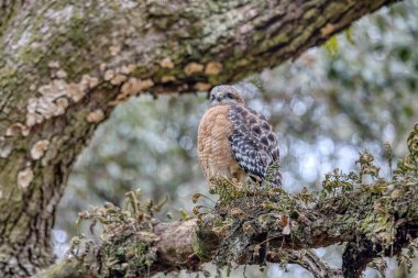 Vahşi yaşamın en iyi hayvanları ve kuşları.