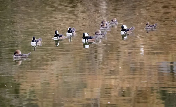 Naturer Bäst Vilda Djur Och Fåglar — Stockfoto