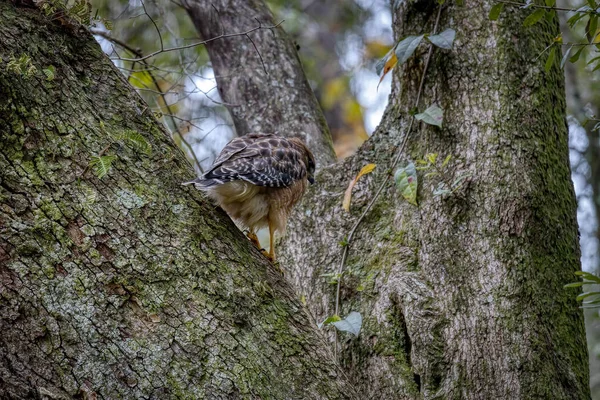 Natures Καλύτερα Των Άγριων Ζώων Και Πτηνών — Φωτογραφία Αρχείου