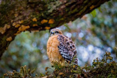 Vahşi yaşamın en iyi hayvanları ve kuşları.