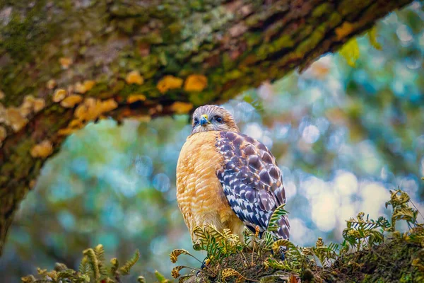 Natures Best Wildlife Tiere Und Vögel — Stockfoto