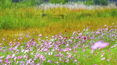 Tarladaki güzel çiçekler