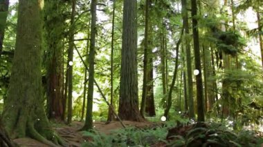 Ormanın ağaçları.