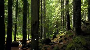 Dağlardaki güzel orman