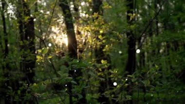 Dağlardaki güzel orman