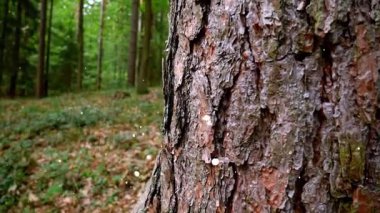 Yeşil bir ağaç gövdesinin yakın plan çekimi.