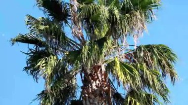 Mavi gökyüzüne karşı yeşil palmiye ağacı, tropikal arka plan. seyahat tatili