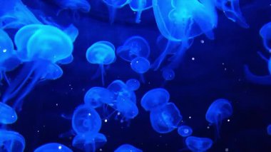 Denizdeki denizanaları, sualtındaki yaşam